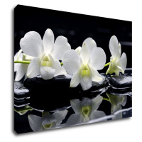 Impresi Obraz Biele orchidee na čiernom pozadí - 70 x 50 cm