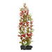 Dekorácia Tetra Rastlina Red Ludwigia L 30cm