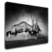 Impresi Obraz Antilopy čiernobiele - 70 x 50 cm