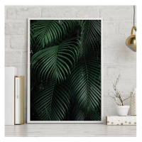 Plagát s prírodným motívom palmových listov