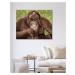 Maľovanie podľa čísel - VYSMIATY ORANGUTAN Rámovanie: vypnuté plátno na rám, Rozmer: 80x100 cm