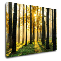 Impresi Obraz Osvietený les - 70 x 50 cm