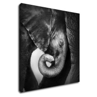 Impresi Obraz Slon čiernobiely - 50 x 50 cm