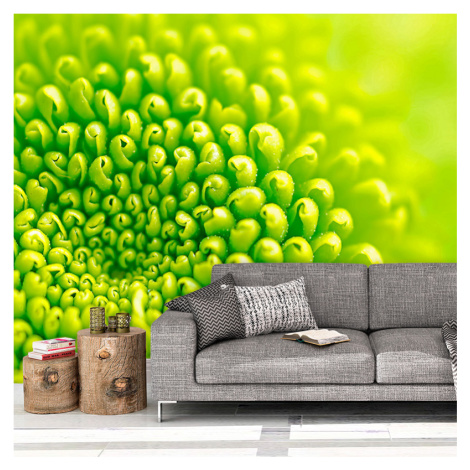 Tapeta Detail kvetiny - 208x125 cm