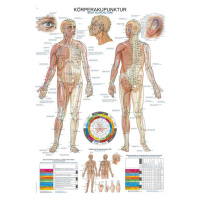 Anatomický plagát Erler Zimmer - Akupunktúra tela