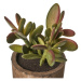 Umelé rastliny v súprave 4 ks (výška  10 cm) Cactus – Casa Selección