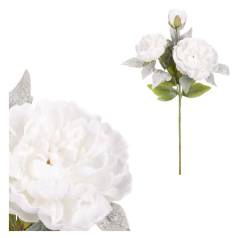 Pivonka, 3 kvety, biela farba