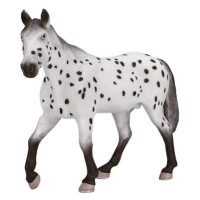 Mojo Appaloosa žrebec