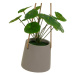 Umelá rastlina (výška 24 cm) Pilea – Casa Selección