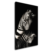 Impresi Obraz Zebry čiernobiele - 40 x 60 cm