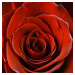 Obraz na plátne 30x30cm RUŽA červený