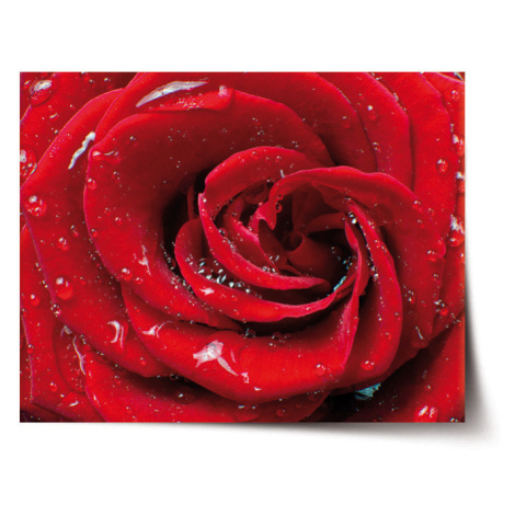 Plagát Ruža - 90x60 cm