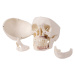 Lebka človeka - 5- dielny model pre zubárov
