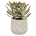 Umelý sukulent (výška  23 cm) Kalanchoe Tomentosa – Kave Home