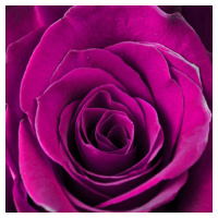 Obraz na plátne 30x30cm RUŽA fialovy