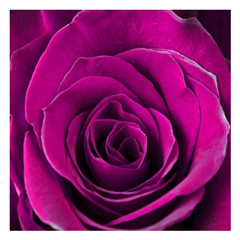 Obraz na plátne 30x30cm RUŽA fialovy