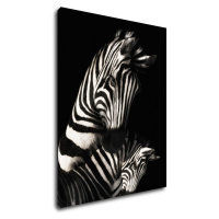 Impresi Obraz Zebry čiernobiele - 70 x 90 cm
