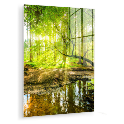 MuchoWow OBRAZ NA AKRYLOVOM SKLE Les - Krajina - Voda - Stromy - Slnko - Zelená - Príroda 60x80 