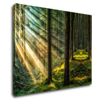 Impresi Obraz Slnečné lúče v lese - 90 x 70 cm