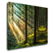 Impresi Obraz Slnečné lúče v lese - 90 x 70 cm