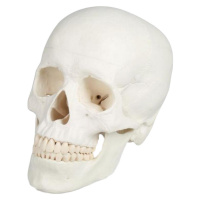 Erler Zimmer Lebka človeka - 3-dielny model