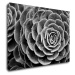 Impresi Obraz Kvet čiernobiely detail - 70 x 50 cm
