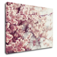 Impresi Obraz Svetlo ružové kvety - 70 x 50 cm
