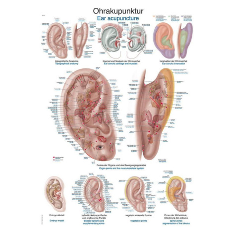 Anatomický plagát Erler Zimmer - Aurikuloterapia