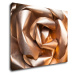 Impresi Obraz Abstrakt zlatá ruža - 90 x 70 cm
