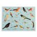 Puzzle (počet dielikov 1000) Garden Birds – Rex London