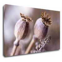 Impresi Obraz Suché kvety škandinásky štýl - 50 x 30 cm