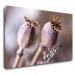 Impresi Obraz Suché kvety škandinásky štýl - 50 x 30 cm