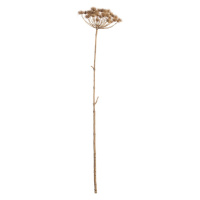 Dekoria Vetvička Heracleum 125cm, 20 x 20 x 125 cm