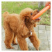 Reedog tréningový kruh pre psy oranžová - M 27,5 cm