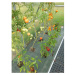 Zahradní skleník Gardentec STANDARD 4 x 2,5 m GU4294489
