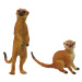 mamido Sada 2 figúrok surikaty Zvieratá sveta