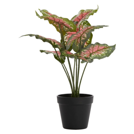 Umelá rastlina (výška 40 cm) Caladium – Light & Living