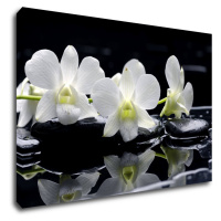 Impresi Obraz Biele orchidee na čiernom pozadí - 60 x 40 cm