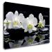 Impresi Obraz Biele orchidee na čiernom pozadí - 60 x 40 cm