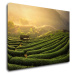 Impresi Obraz Východ slnka čajovníková plantáž - 70 x 50 cm