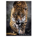 Clementoni Puzzle Jaguar 1000 dielikov