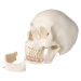 Lebka človeka - 5- dielny model pre zubárov