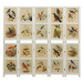 Paravan biela / vzor vtáky Dekorhome 178x165 cm (5-dielny),Paravan biela / vzor vtáky Dekorhome 