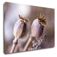 Impresi Obraz Suché kvety škandinásky štýl - 60 x 40 cm