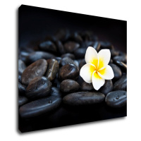 Impresi Obraz Biely kvet na čiernych kameňoch - 90 x 70 cm