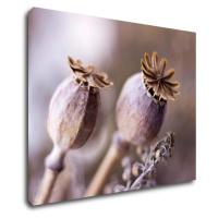 Impresi Obraz Suché kvety škandinásky štýl - 90 x 70 cm