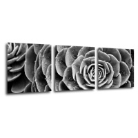 Impresi Obraz Kvet čiernobiely detail - 90 x 30 cm (3 dielny)