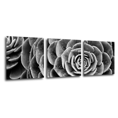 Impresi Obraz Kvet čiernobiely detail - 90 x 30 cm (3 dielny)