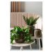 Hnedá váza Ivy Large – PT LIVING
