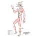 Vydavateľstvo Poznání Anatomické plagáty - Topografia Aku bodov, 3ks